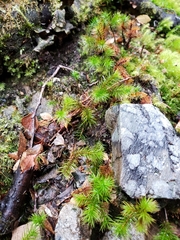 Dendroligotrichum