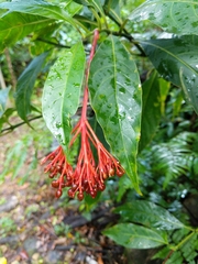 Palicourea croceoides