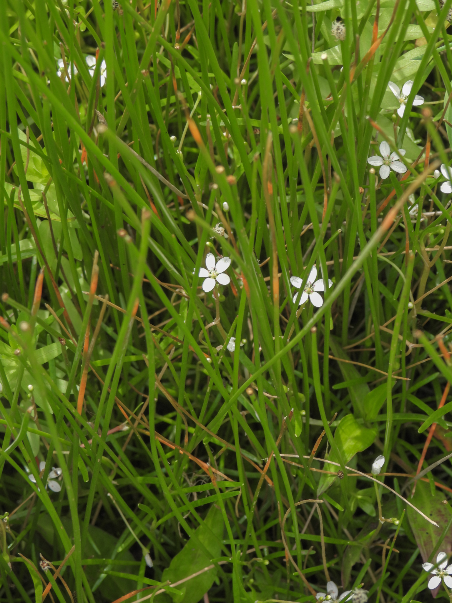 White Purslane (Montia australasica)