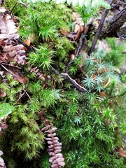 Dendroligotrichum