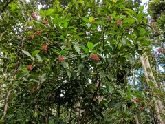 Palicourea croceoides