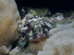 Taurulus bubalis