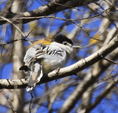Pachyramphus major