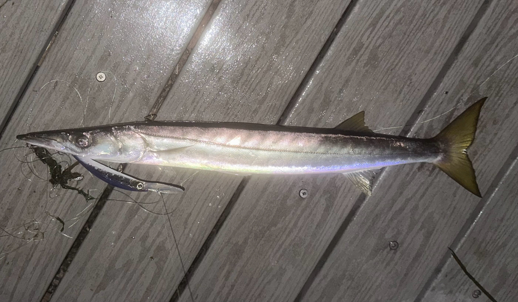 Barracuda (Sphyraena argentea) — Sphyraenidae