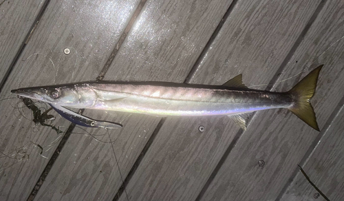 Barracuda (Sphyraena argentea) — Sphyraenidae