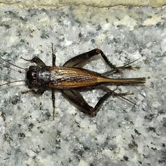 Loxoblemmus