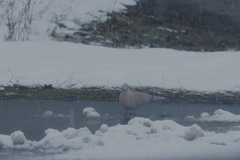 Streptopelia decaocto