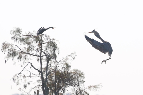 Great Blue Heron photographed in Florida
