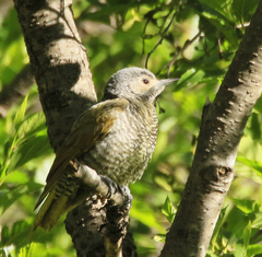Colaptes auricularis