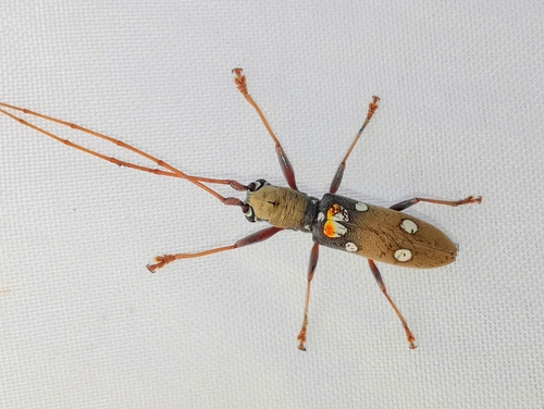 Cocoa Branch Borer