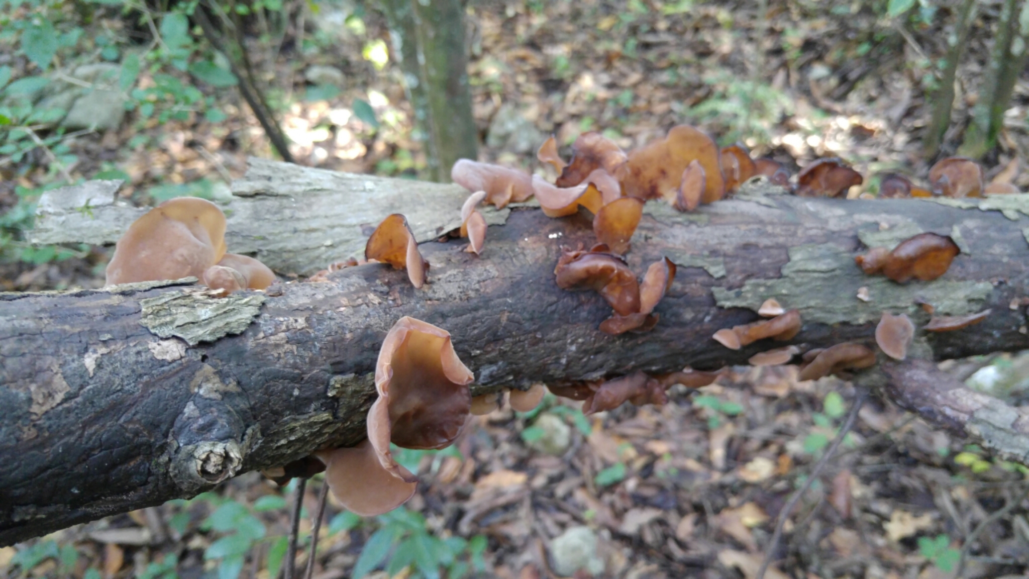 Auricularia americana image