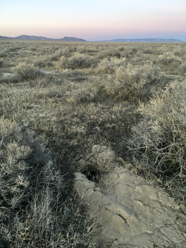 American Badger photographed in Nevada
