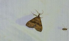 Phalaenostola eumelusalis