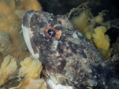 Shorthorn Sculpin