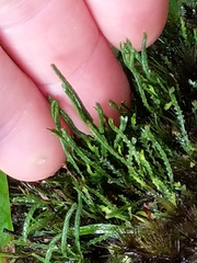 Cochlidium serrulatum