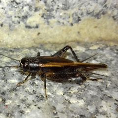 Loxoblemmus