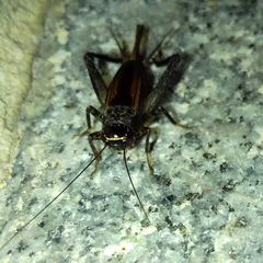 Loxoblemmus