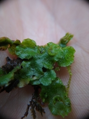 Lunularia cruciata