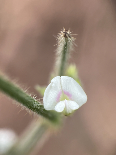 Glycine, 2026-02-13
