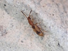 Cryptamorpha desjardinsi