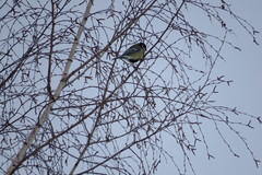 Parus major