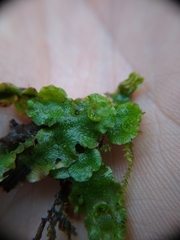 Lunularia cruciata