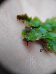 Lunularia cruciata