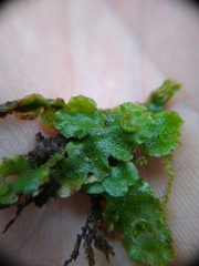 Lunularia cruciata