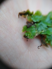 Lunularia cruciata