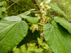 Gynatrix pulchella, photograph author not stated, no rights reserved