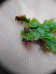 Lunularia cruciata