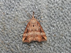 Hypena rostralis