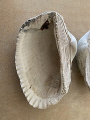 Anadara secticostata