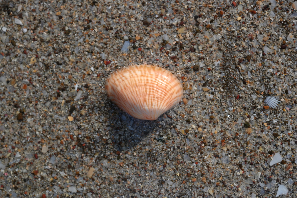 Sunetta Scripta Sunetta from Konkan Division, Maharashtra, India on December 30, 2023 ...