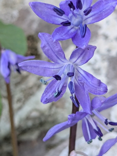 Pallid Squill (Scilla morrisii)