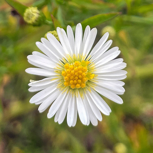 White Panicle Aster (Symphyotrichum lanceolatum)
