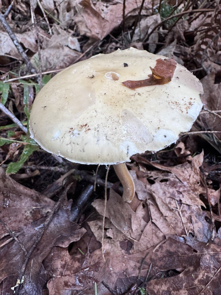 Stropharia ambigua · February 2026 · photo: © dpcmiller (iNaturalist, cc-by)