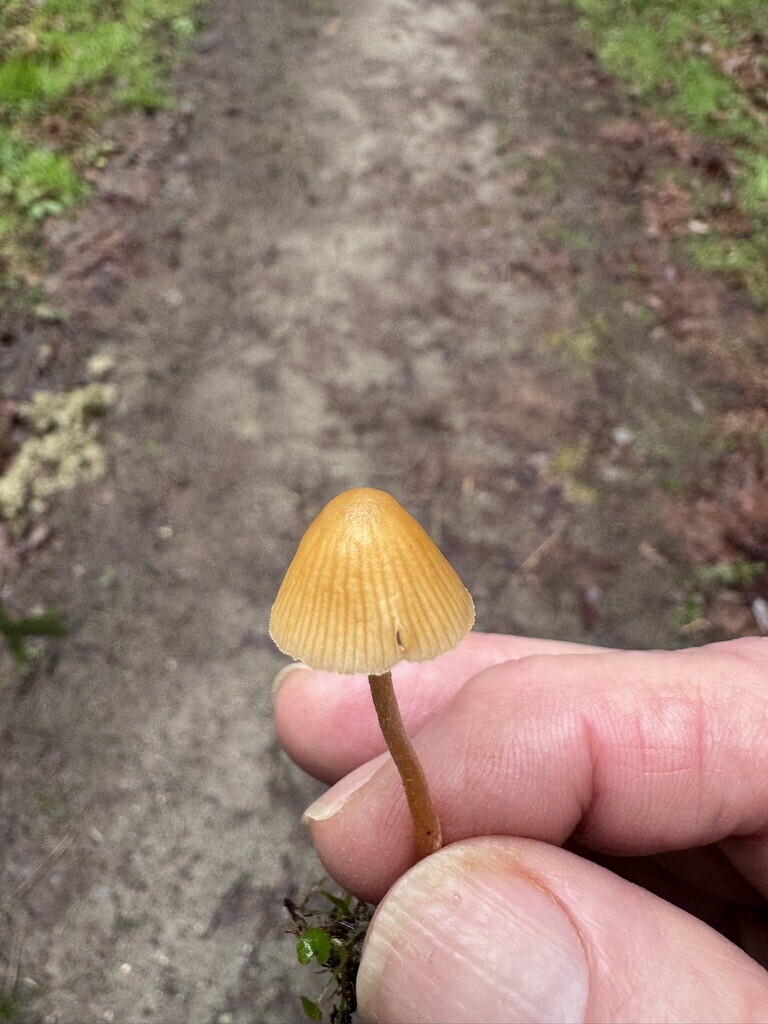 Galerina semilanceata · February 2026 · photo: © dpcmiller (iNaturalist, cc-by)
