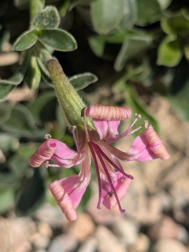 Silene fruticosa, photograph 6