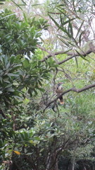 Pterorhinus pectoralis