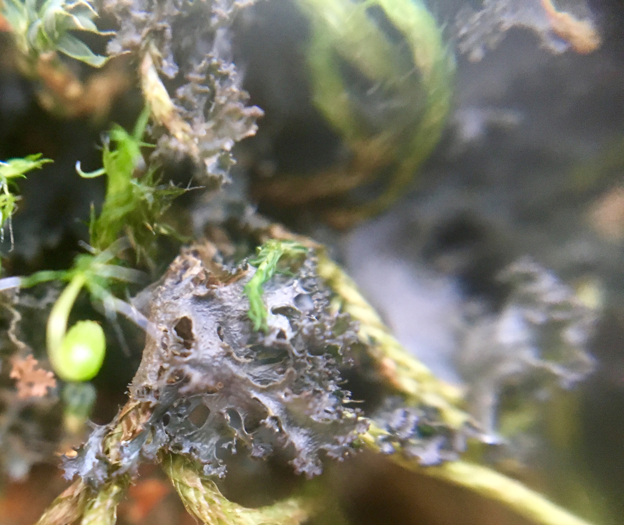 Scytinium lichenoides image