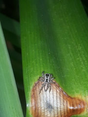 Aphirape misionensis