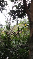 Pterorhinus pectoralis