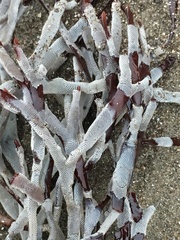 Ahnfeltiopsis linearis