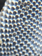 Jellyella tuberculata