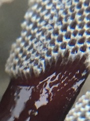 Jellyella tuberculata