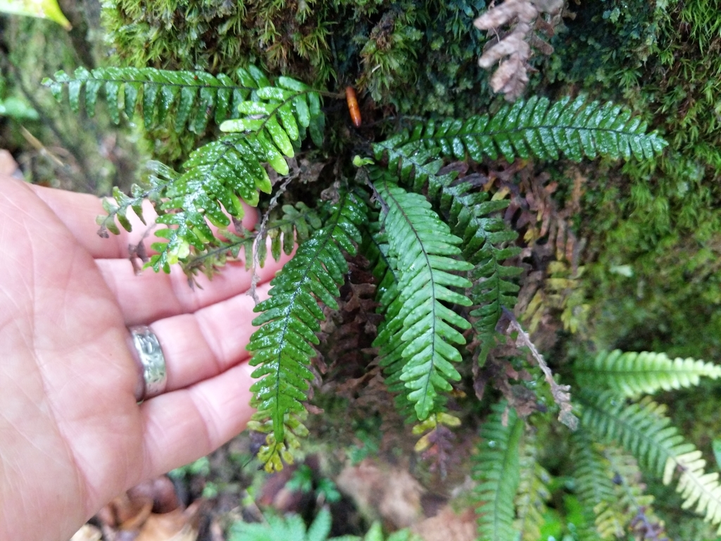 Terpsichore staheliana
