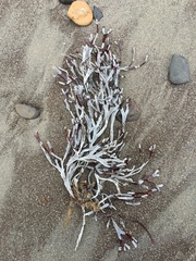 Jellyella tuberculata