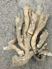 Callyspongia