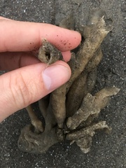 Callyspongia